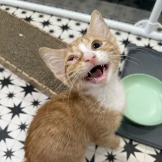 Mimosa