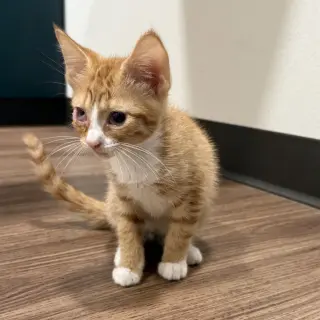 Mimosa