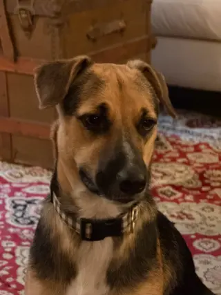 Apollo