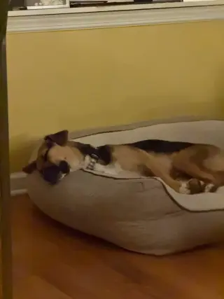 Apollo