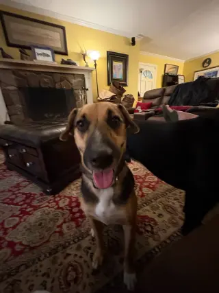 Apollo