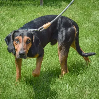 Trotter