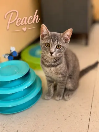 Peach, Jenkintown PS, (FCID 07/01/2026-152)