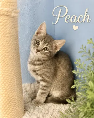 Peach, Jenkintown PS, (FCID 07/01/2026-152)