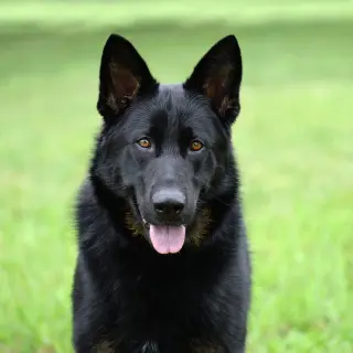 Jax (aka Jackson)*PENDING