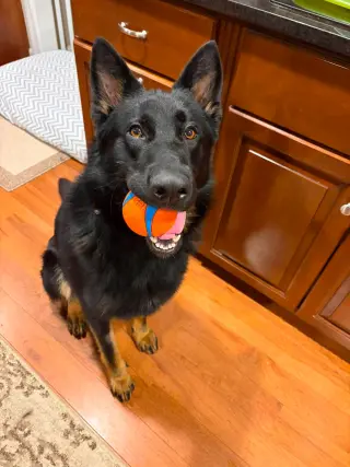 Jax (aka Jackson)*PENDING