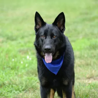 Jax (aka Jackson)*PENDING