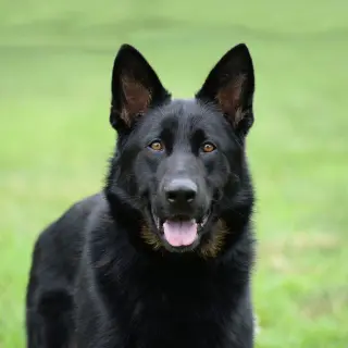 Jax (aka Jackson)*PENDING