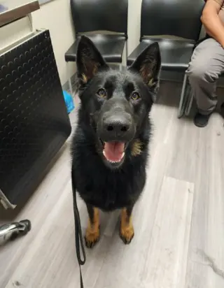 Jax (aka Jackson)*PENDING