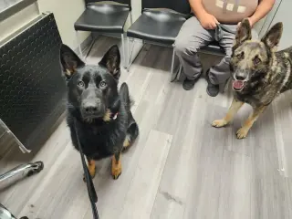 Jax (aka Jackson)*PENDING