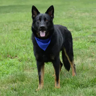 Jax (aka Jackson)*PENDING