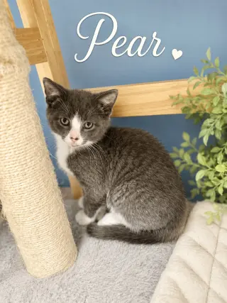 Pear, Jenkintown PS, (FCID 07/01/2026-150)