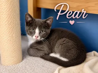 Pear, Jenkintown PS, (FCID 07/01/2026-150)