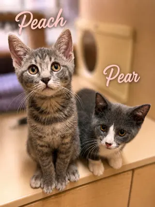 Pear, Jenkintown PS, (FCID 07/01/2026-150)