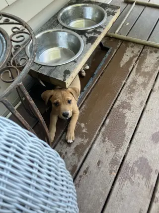 Gracie