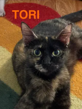Tori