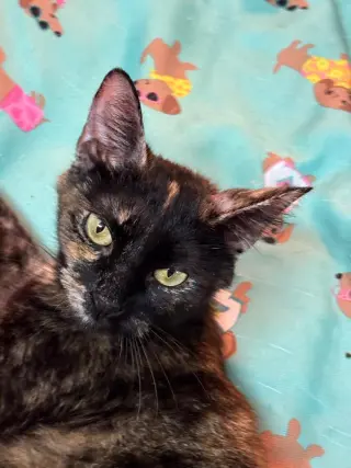 Tori