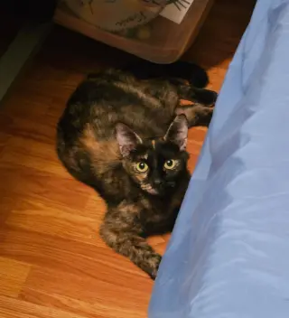 Tori