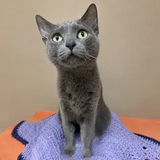 Opal Alice