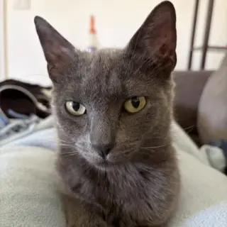 Opal Alice