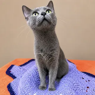 Opal Alice