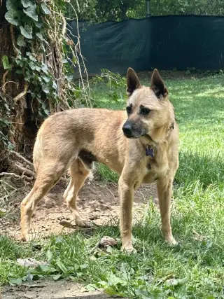 Leo