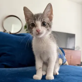 Martini
