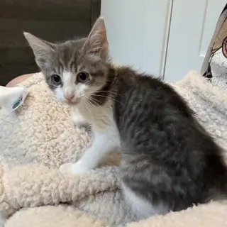 Martini