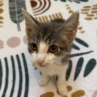 Martini