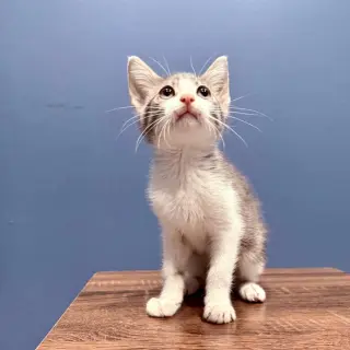 Martini