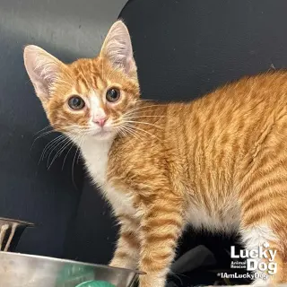 Elvis