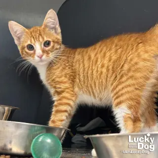 Elvis