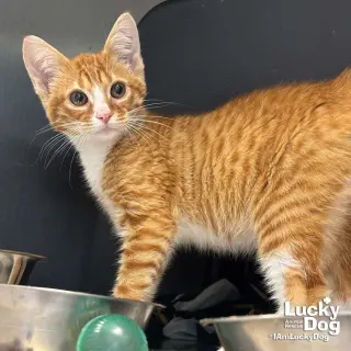Elvis
