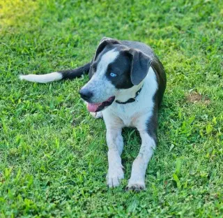 Dewey