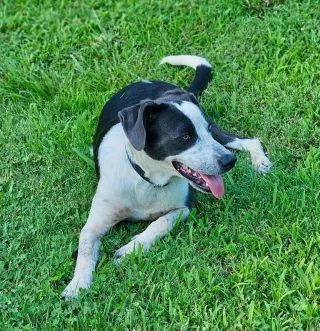 Dewey
