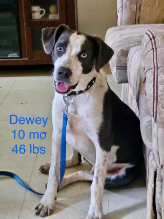 Dewey