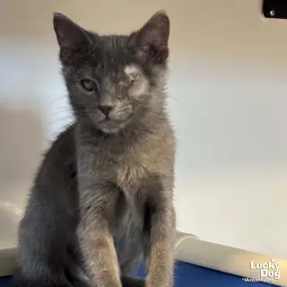 Genie