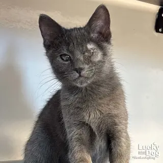 Genie