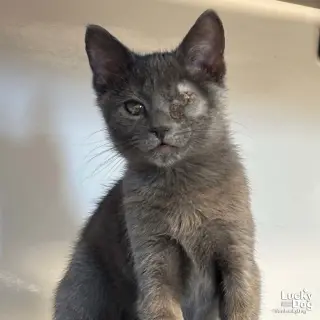 Genie