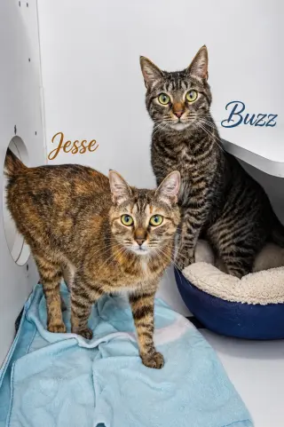Jesse & Buzz: Bonded (FCID# 8/14/2024-4,2 Trainer