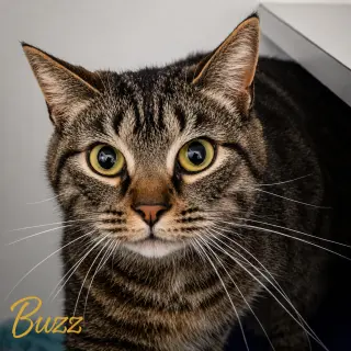 Buzz & Jesse: Bonded (FCID# 08/14/2024-2,4 Trainer