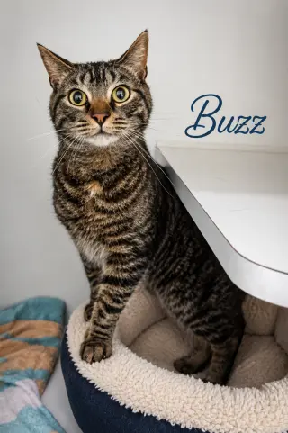 Buzz & Jesse: Bonded (FCID# 08/14/2024-2,4 Trainer