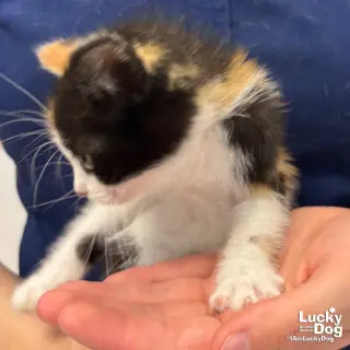 Tamara