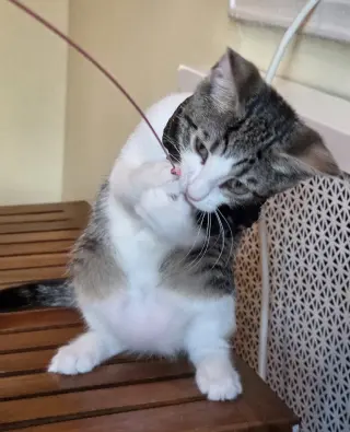 MISO