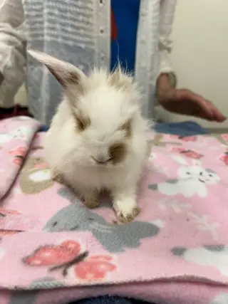 Pebbles