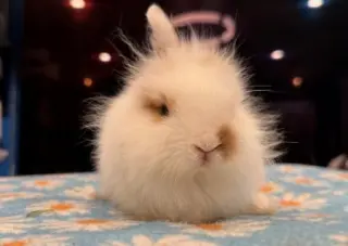 Pebbles