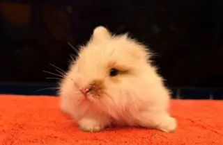 Pebbles
