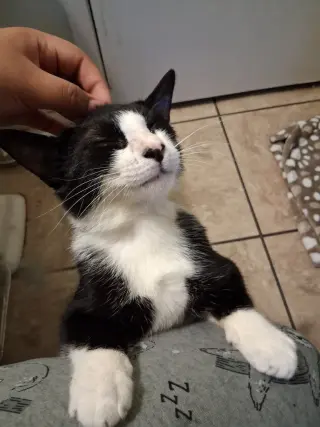 Charlie Boy
