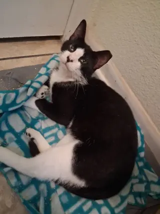 Charlie Boy