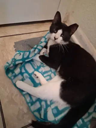 Charlie Boy